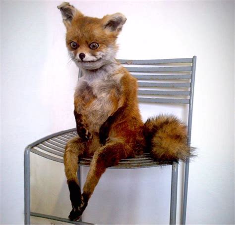 fox meme on chair|taxidermy fox meme.